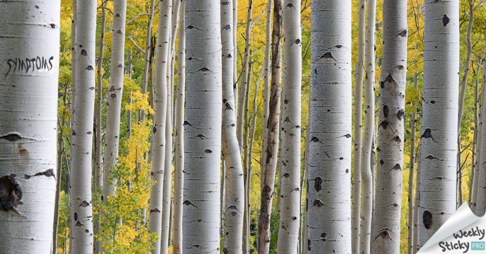 Forest for the Trees